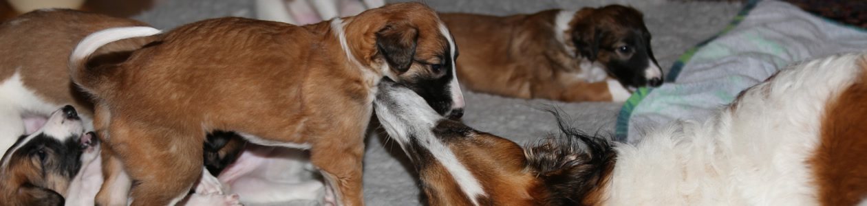 borzoi